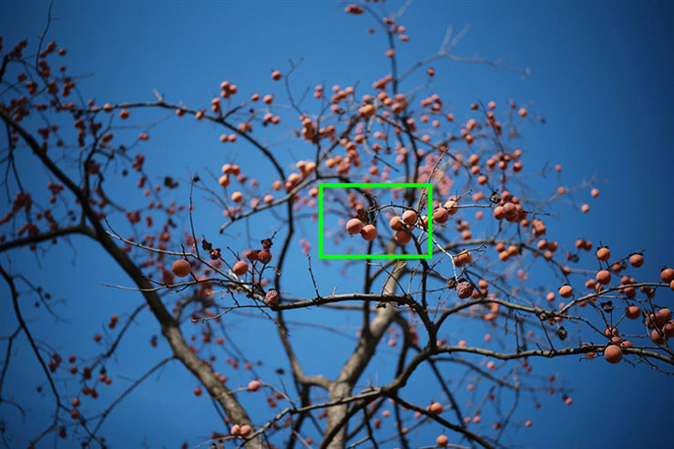 Voigtlander APO-LANTHAR 50mm F2 Aspherical VMで撮影した実がついている木の画像（拡大前）