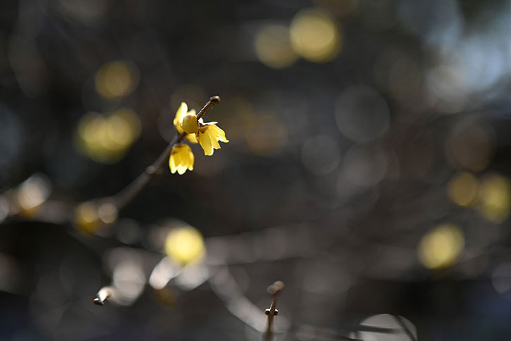 Nikon NIKKOR Z 50mm f/1.2 Sで撮影した黄色の花が咲いている木の画像