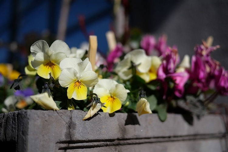 Panasonic LUMIX G 20mm / F1.7 ASPH. 実写レビュー Panasonic LUMIX G 20mm / F1.7 ASPH. 実写レビュー