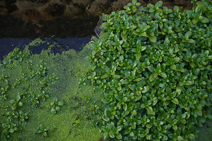 KAMLAN KamLan KL 32mm F1.1 実写レビュー