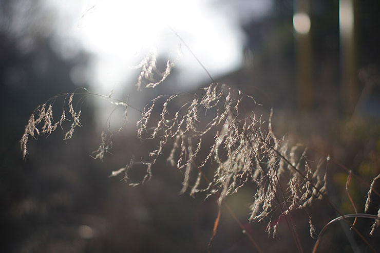 KAMLAN KamLan KL 32mm F1.1 実写レビュー