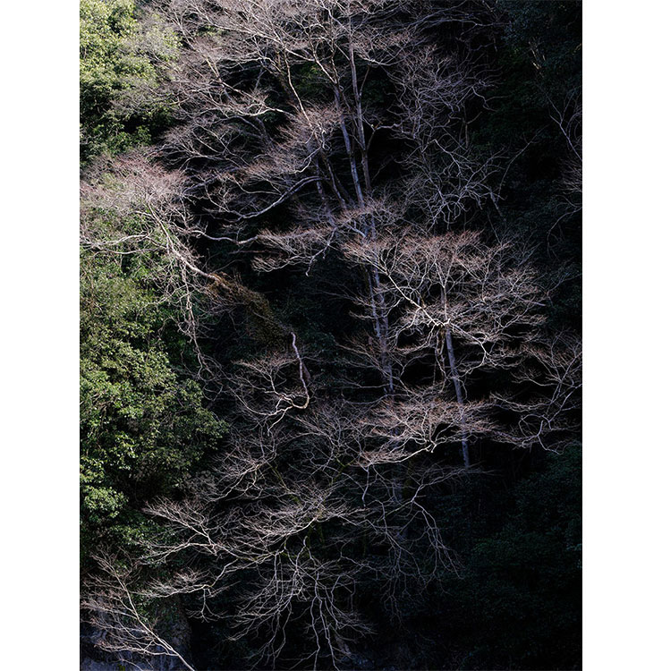 FUJIFILM GFX100Sで撮影した木々の画像