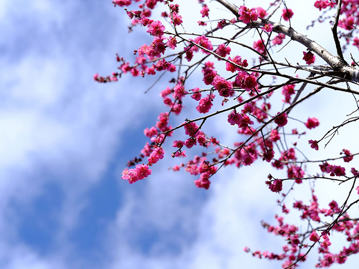 FUJIFILM GFX100Sで撮影した桃色の花が咲いている木の画像
