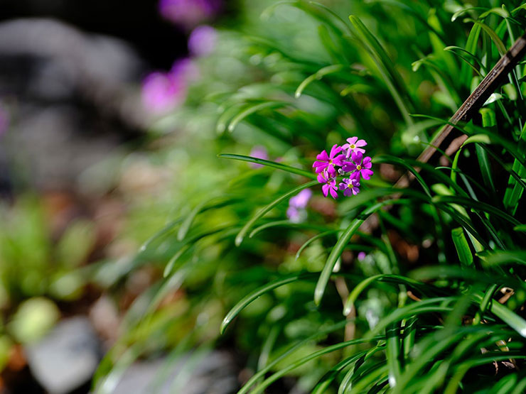 FUJIFILM GFX100Sで撮影した紫の花の画像