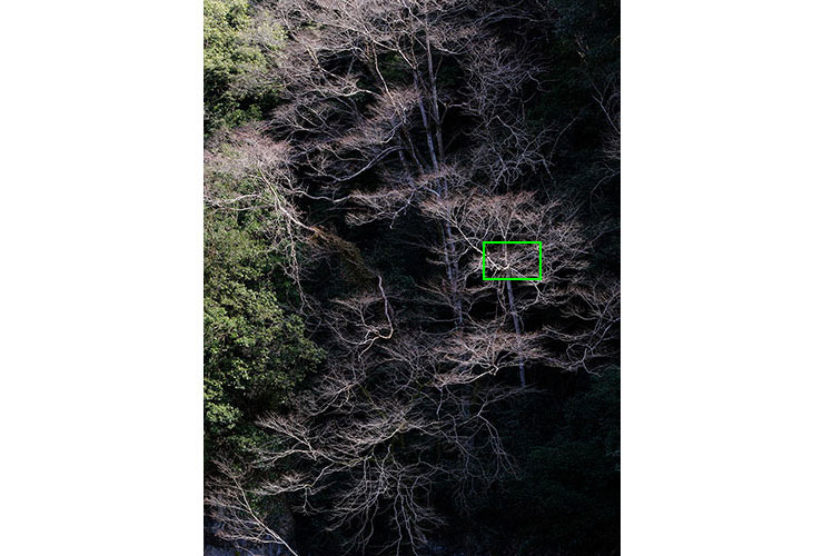 FUJIFILM GFX100Sで撮影した木々の画像（拡大前）
