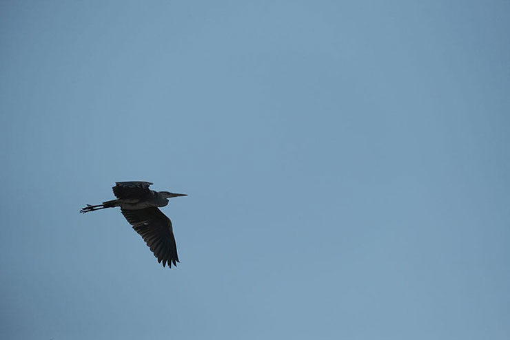 FUJIFILM フジノンレンズ XF70-300mmF4-5.6 R LM OIS WRで撮影した飛んでいるサギの画像