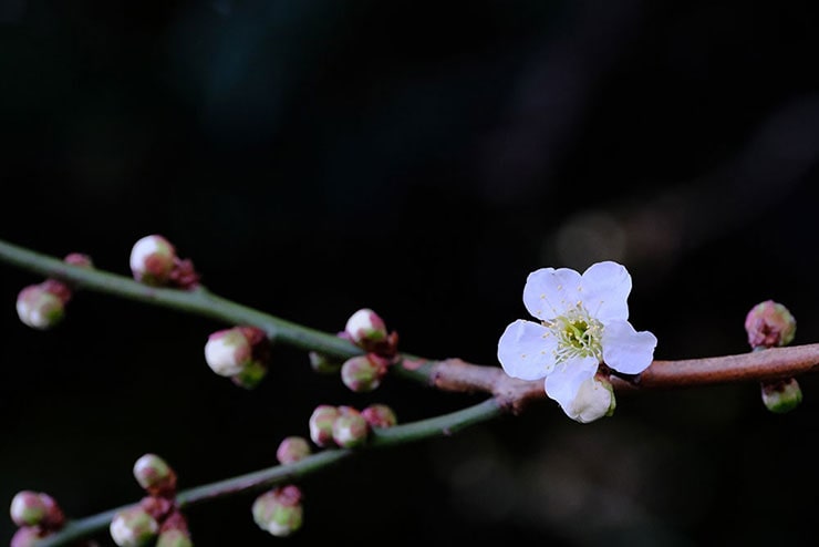 FUJIFILM フジノンレンズ XF70-300mmF4-5.6 R LM OIS WRで撮影した枝に咲いている白い花の画像
