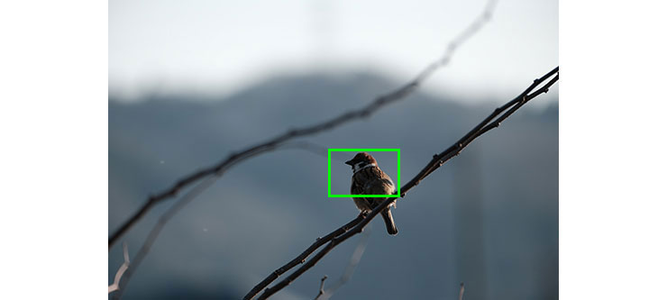 FUJIFILM フジノンレンズ XF70-300mmF4-5.6 R LM OIS WRで撮影したスズメの画像（拡大前）