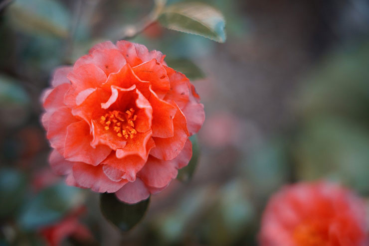SIGMA 28-70mm F2.8 DG DN | Contemporaryで撮影した赤い花の画像