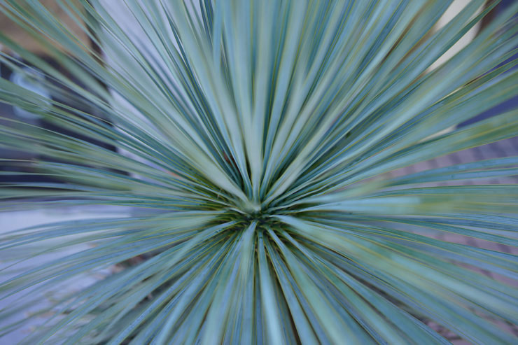 SONY FE 35mm F1.4 GMで撮影した緑の植物の画像