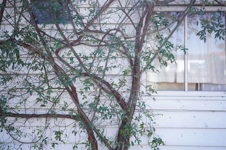 SONY FE 35mm F1.4 GMで撮影した建物の前に生えている木の画像