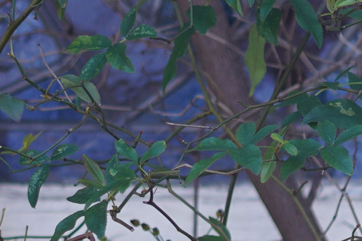 SONY FE 35mm F1.4 GMで撮影した建物の前に生えている木の画像（拡大後）