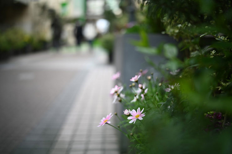 Voigtlander APO-LANTHAR 35mm F2 Aspherical VMで撮影した道端のピンクの花の画像