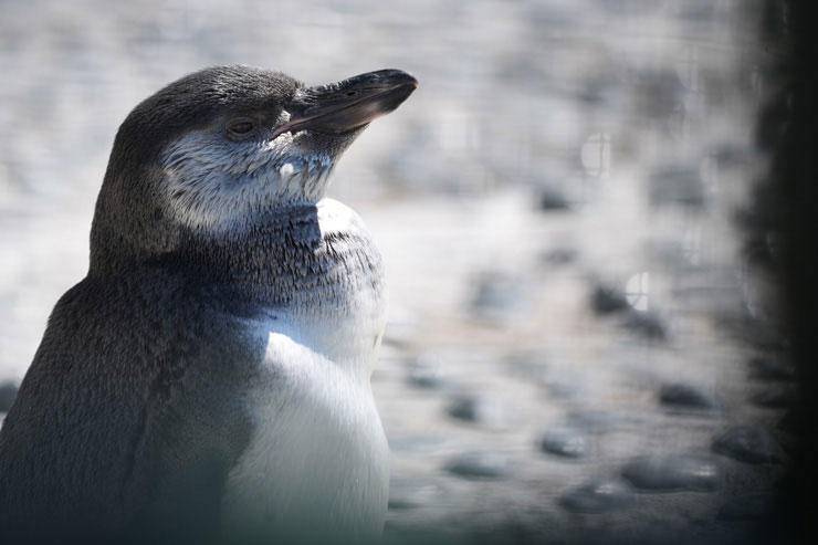 SONY α1で撮影したペンギンの横顔画像