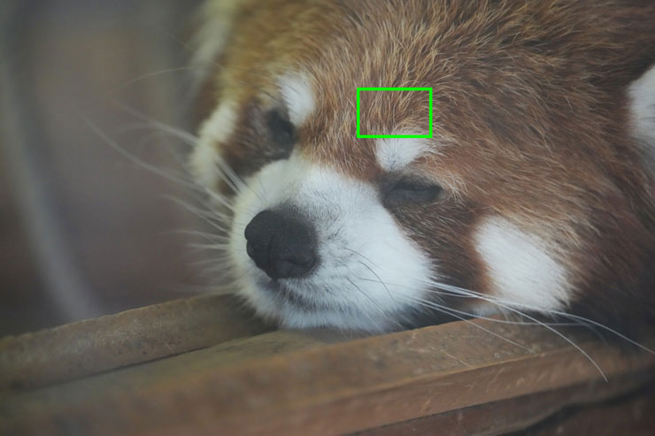 SONY α1で撮影した眠りにつきそうなレッサーパンダの画像（拡大前）