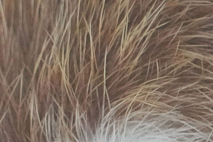 SONY α1で撮影した眠りにつきそうなレッサーパンダの画像（拡大後）