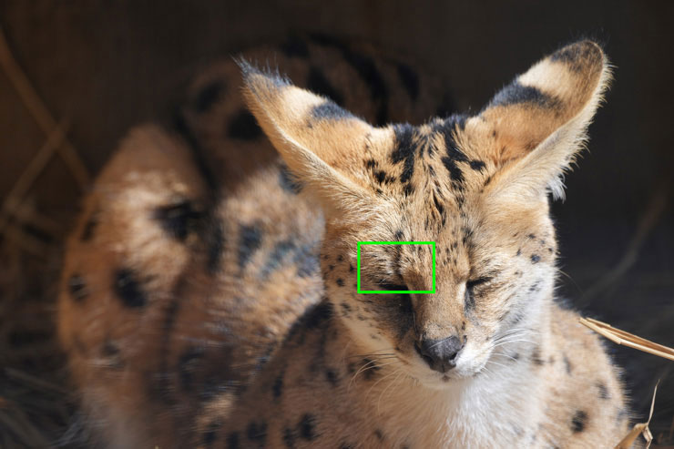 SONY α1で撮影した目を閉じてるサーバルキャットの画像（拡大前）