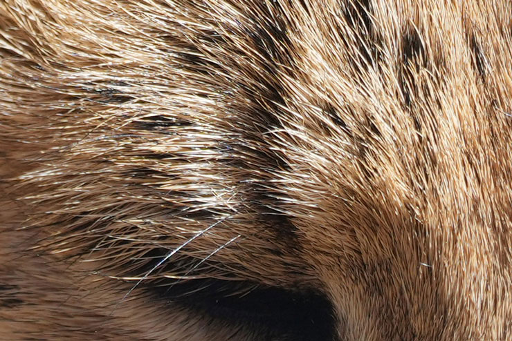 SONY α1で撮影した目を閉じてるサーバルキャットの画像（拡大後）