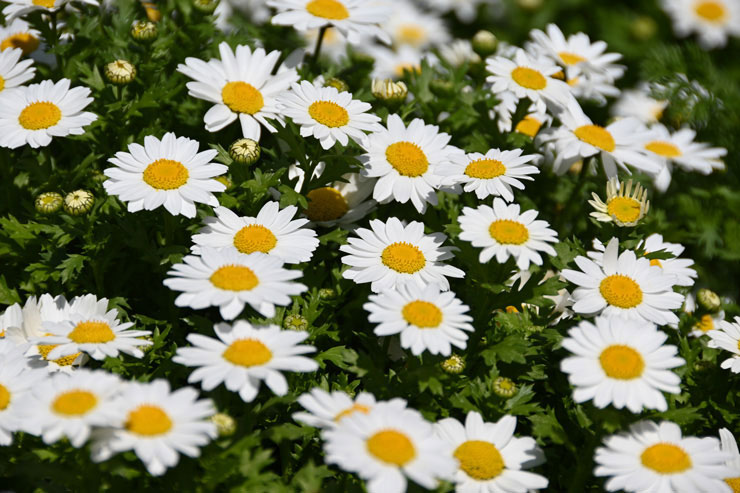 Nikon AF-S DX NIKKOR 18-200mm f/3.5-5.6G ED VR IIで撮影した白い花の画像