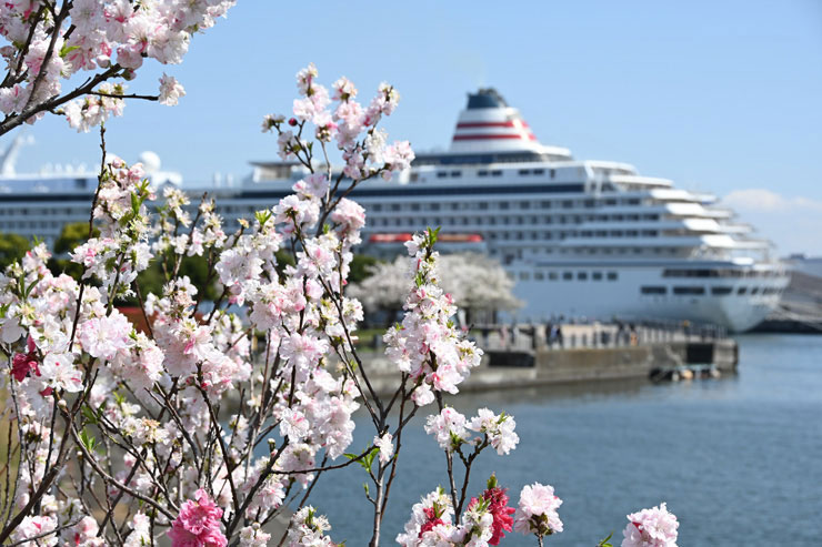 Nikon AF-S DX NIKKOR 18-200mm f/3.5-5.6G ED VR IIで撮影した木に咲いた花と客船の画像