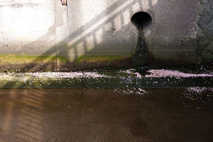 SIGMA fp Lで撮影した水路に落ちている桜の花びらの画像