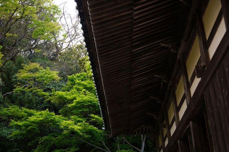 SIGMA fp Lで撮影したお寺の軒天と木々の画像