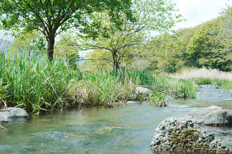SIGMA fp Lで撮影した緑に囲まれた川の画像
