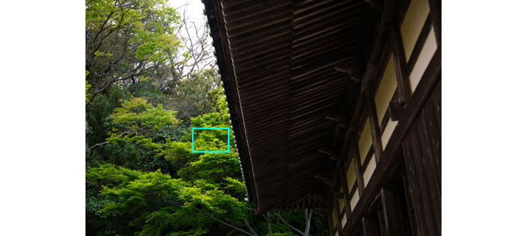 SIGMA fp Lで撮影したお寺の軒天と木々の画像（拡大前）