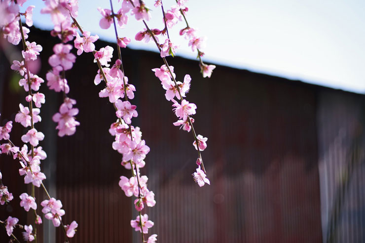 HD PENTAX-FA 43mmF1.9 Limitedで撮影したしだれ桜の画像