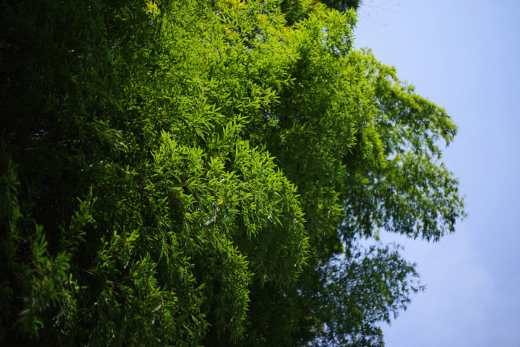 HD PENTAX-FA 43mmF1.9 Limitedで撮影した木の画像