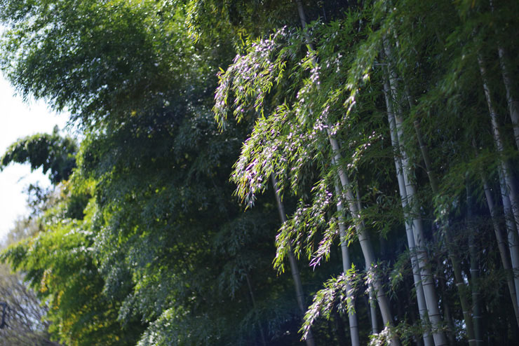 HD PENTAX-FA Limitedシリーズレンズで撮影した竹の画像