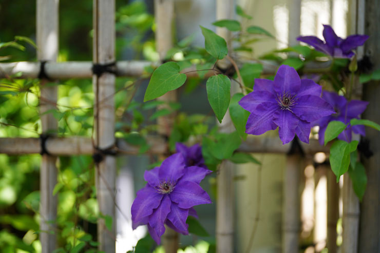 SONY FE 50mm F1.2 GMで撮影したクレマチスの花の画像