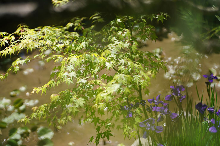 SONY FE 50mm F1.2 GMで撮影した池の周りにあるモミジや水仙の画像