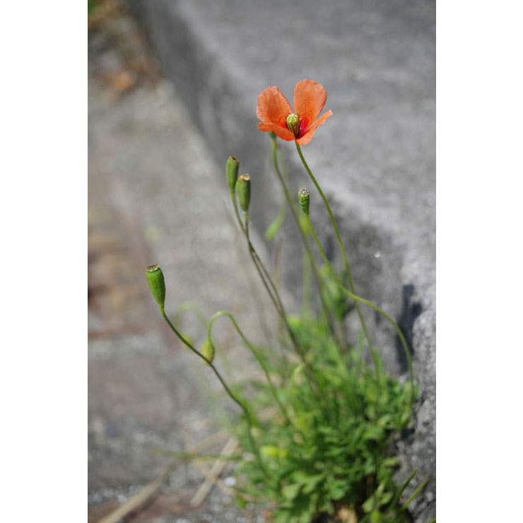 PENTAX HD PENTAX-DA 20-40mmF2.8-4ED Limited DC WRで撮影したオレンジの花の画像