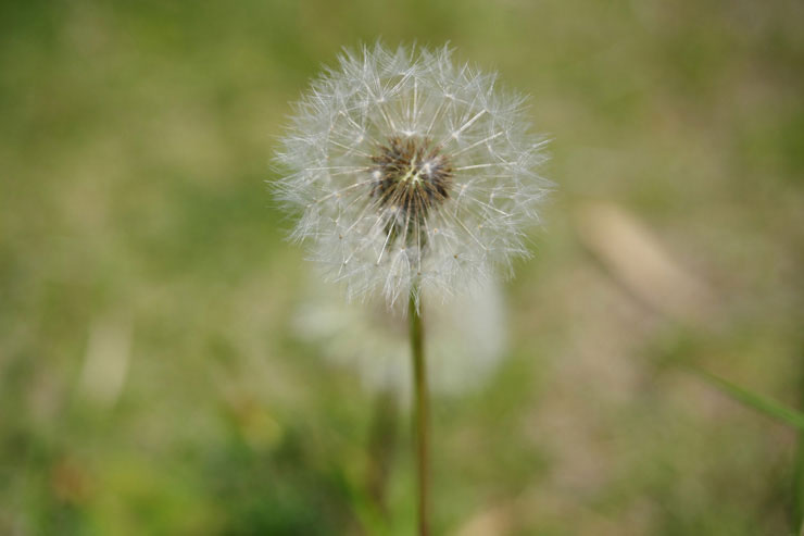 PENTAX HD PENTAX-DA 20-40mmF2.8-4ED Limited DC WRで撮影したタンポポの画像