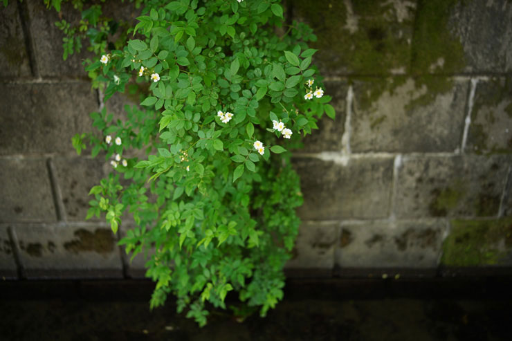 ひ*り様 美品　ＳＩＧＭＡ　３５ｍｍ　Ｆ１．４ＤＧ SIGMA 35mm F1.4 DG DN | Art ソニーEマウント｜新品通販フジヤ