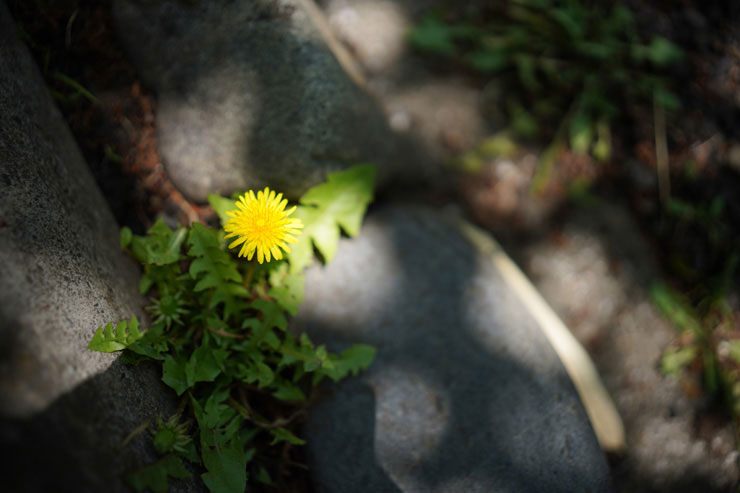 SIGMA 35mm F1.4 DG DN | Artで撮影したタンポポの画像