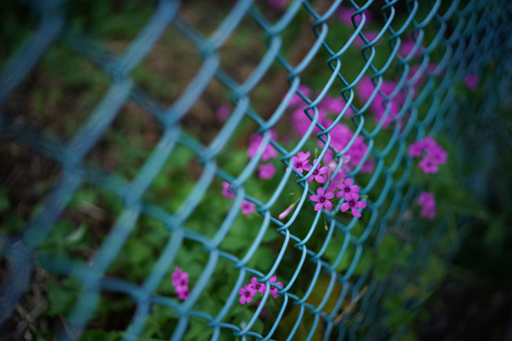 SIGMA 35mm F1.4 DG DN | Artで撮影したフェンス沿いに咲いている紫の花の画像
