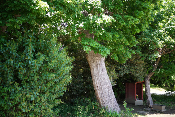 SIGMA 35mm F1.4 DG DN | Artで撮影した小さな林の隅にある祠の画像