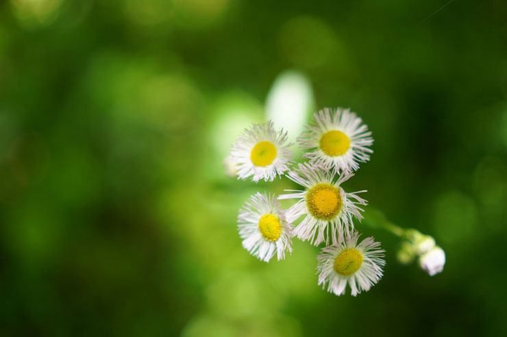 SIGMA 35mm F1.4 DG DN | Artで撮影したハルジオンの画像