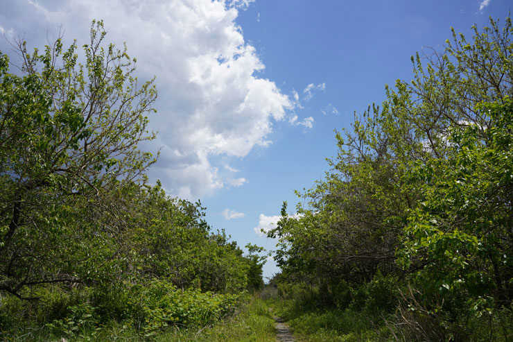 SIGMA 35mm F1.4 DG DN | Artで撮影した林の間の小道から見える青空の画像画像