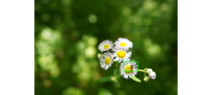 SIGMA 35mm F1.4 DG DN | Artで撮影したハルジオンの蜜を吸うミツバチの画像（拡大前）