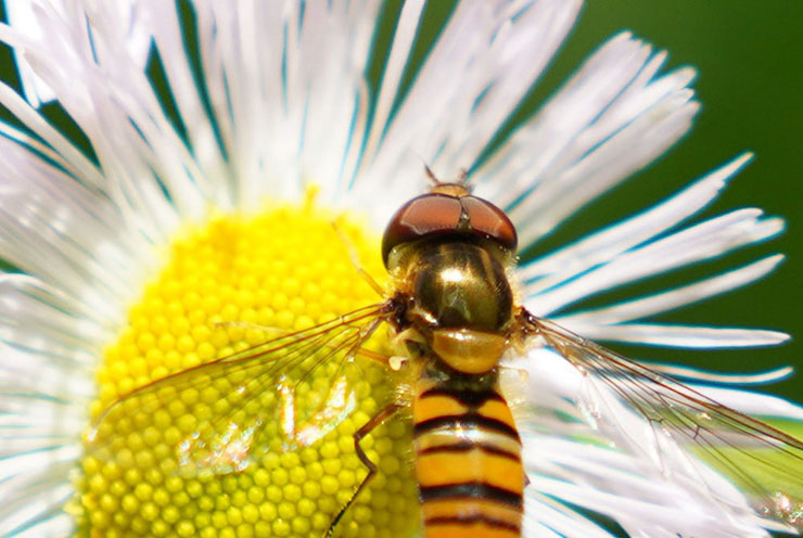 SIGMA 35mm F1.4 DG DN | Artで撮影したハルジオンの蜜を吸うミツバチの画像（拡大後）