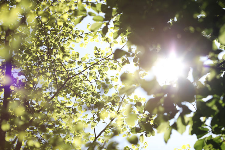 Canon EF135mm F2L USMで撮影した木の葉の間から差し込む太陽の光の画像