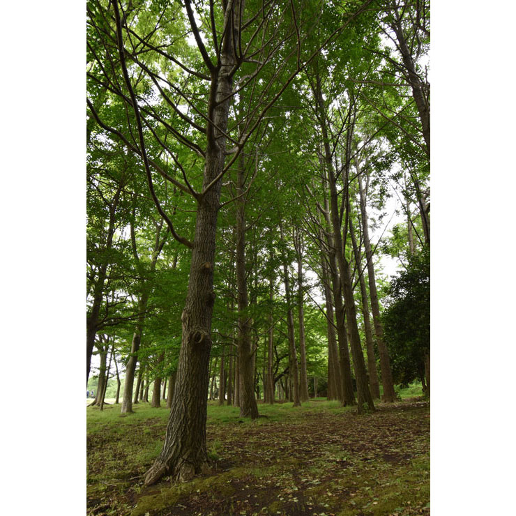 Nikon AF-P DX NIKKOR 10-20mm f/4.5-5.6G VRで撮影した林の画像