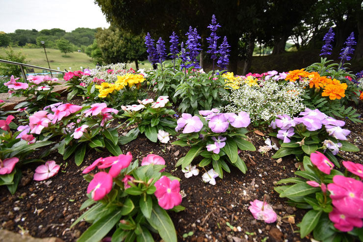 Nikon AF-P DX NIKKOR 10-20mm f/4.5-5.6G VRで撮影した色とりどりの花の画像