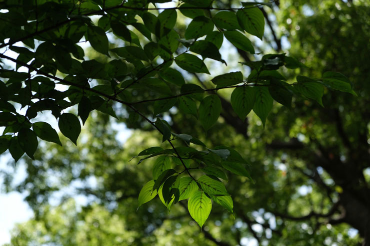 FUJIFILM フジノンレンズ XF18-55mmF2.8-4 R LM OISで撮影した影になっている木の葉の画像