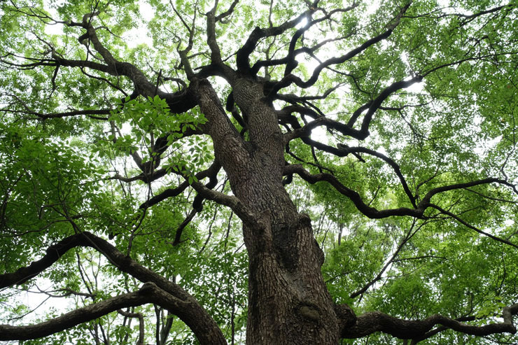 FUJIFILM フジノンレンズ XF18-55mmF2.8-4 R LM OISで木を見上げるように撮影した画像