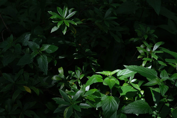 FUJIFILM フジノンレンズ XF18-55mmF2.8-4 R LM OISで撮影した複数の植物の画像