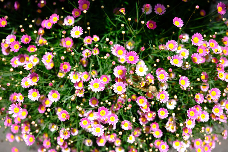 FUJIFILM フジノンレンズ XF18mmF1.4 R LM WR 実写レビュー FUJIFILM フジノンレンズ XF18mmF1.4 R LM WR 実写レビュー